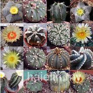 10 pzs semillas de Cactus Bonsai perenne plantas suculentas raras oficina SY049