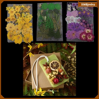 natural real prensado flores secas diy scrapbook decoraciones (7)