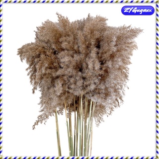 10cps Dried Pampas Grass Phragmites Reed Flower Bunch Home Boho Ornaments (6)