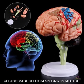 4d desmontado anatómico humano modelo de cerebro anatomía médica herramienta de enseñanza estatuas esculturas para uso médico