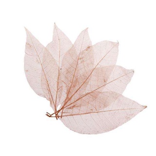 3X 50Pcs Natural Magnolia Skeleton Leaf Leaves Card Scrapbooking Decor Coffee