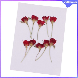 10 pzs hermosas flores secas prensadas naturales prensadas flores rosadas para (3)