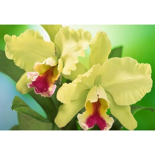 20 Pzs Semillas De Orquídeas Raras De Cartland/Flores/Jardín/Plantas Decoración De (6)