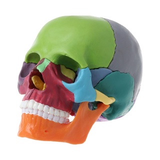 St 15 unids/set 4D Color desmontado cráneo modelo anatómico desmontable herramienta de enseñanza médica