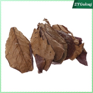 10 hojas de almendras indias de grado premium catappa perfectas para cría y escondite (2)