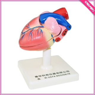pvc corazón modelo anatómico con soporte base modelo de enseñanza modelo educativo (4)