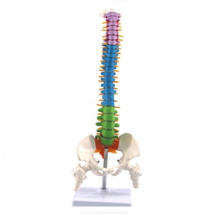 45cm con peic humano anatómico anatomía espina dorsal (1)
