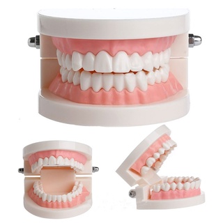 [fx]estudio dental/modelo de enseñanza de dientes/cuidado oral/equipo dentista/educación dental