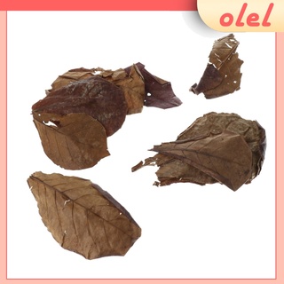[Olel] Pack de 10 hojas de Catappa de almendras indias para uso de tanque de peces de acuario