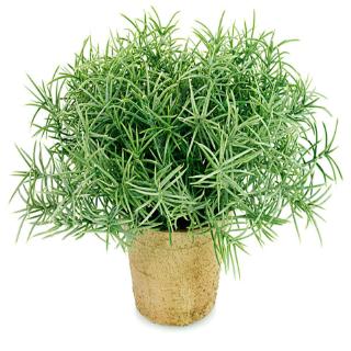 Aprox. 100 pzs semillas de romero buen olor hierbas fácil de cultivar planta interior