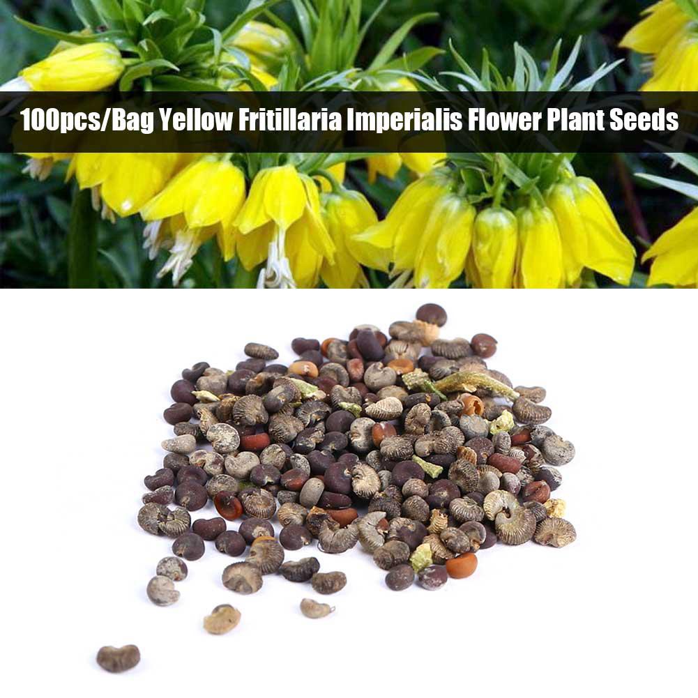 Amarillo jardín flor en maceta 100 unids/bolsa semillas decoración del hogar Fritillaria planta