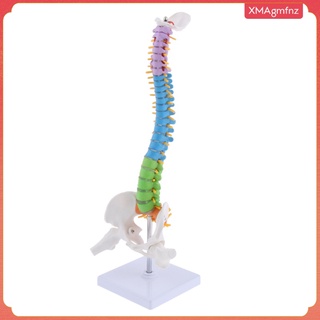 mini 18\\\\\\\'alto modelo de columna vertebral humana modelo de enseñanza profesional con soporte