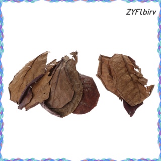 10 hojas de almendras indias de grado premium catappa perfectas para cría y escondite (1)