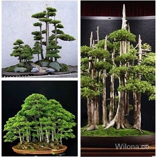 30 Pzs Semillas Raras De Pino Blanco Japonés Pinus Parviflora Árbol Bonsai Planta Hogar 30pcs mOq1