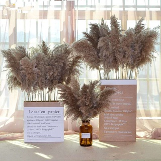 10cps Dried Pampas Grass Phragmites Reed Flower Bunch Home Boho Ornaments (1)
