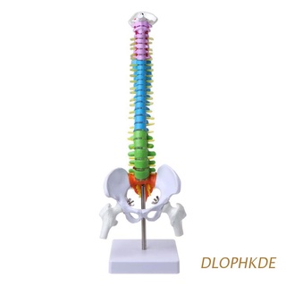 DLOPHKDE 45 Cm Extraíble Modelo De Columna Vertebral Lumbar Curva Anatómica Médica Herramienta De Enseñanza