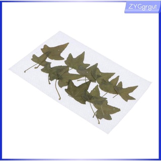 12 Pcs Pressed Dried Flower Leaf Art Craft Making Delivery