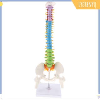 [lyerbnyq] Escala 1:1 Flexible 45 cm modelo de columna vertebral modelo de columna vertebral columna vertebral, nervios, arterias, columna Lumbar y Pelvis en