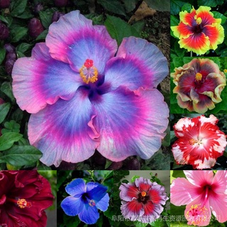 10 Semillas/Paquete De Flores Ornamentales Bonsai Flor De Hibisco b9hf