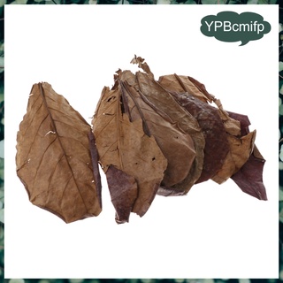 10 hojas de almendras indias catappa betta gouramis camarones fácil de usar