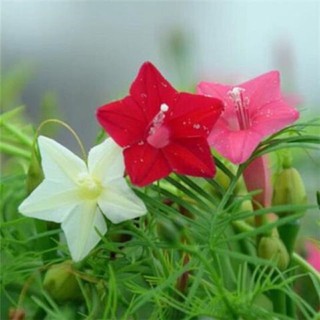 Semillas de flores de Pinola Color mezclado semillas de flores Pinola mezcla de Color semillas de flores... * (1)