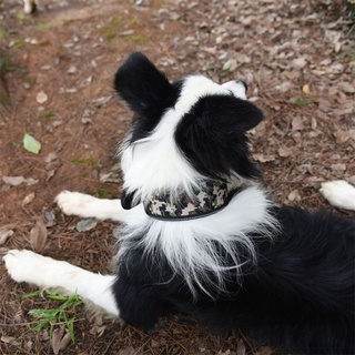 QQMALL 11Colors Perro Conduce Ajustable Cadena Collar Correa Reflectante Cachorro Cuello Pitbull Grande Suministros Para Mascotas (5)