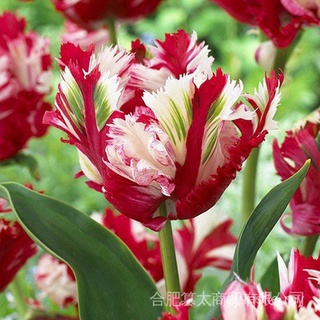 50 Pzs Semillas De Plantas Tulipán Estes pull Con Flores Embellecer De Jardín MECD k3ev (1)