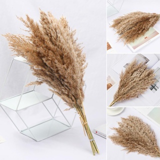 VICENORY 10x Decorative Small Pampas Grass DIY Craft Real Flower Reed Natural Dried Bouquets Shooting Props Colorful Home Decoration Wedding Decor Natural Material Plant Stems (8)