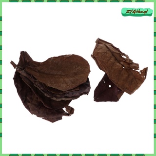 10 hojas de almendras indias catappa betta gouramis camarones fácil de usar (5)
