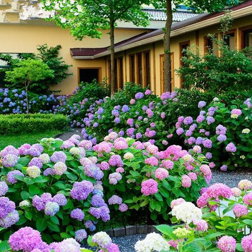 Color flores para el hogar semillas decorativas hortensias plantas jardín 20Pcs maceta pura (6)