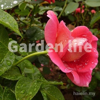 50 semillas/bolsa de semillas de rosas de colores mezclados semillas de flores para plantar plantas planta camelia vietnam (4)