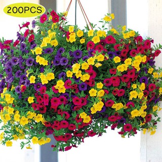200 pzs/juego de semillas de flores de Petunia colgantes de colores mezclados para casa jardín balcón gclX