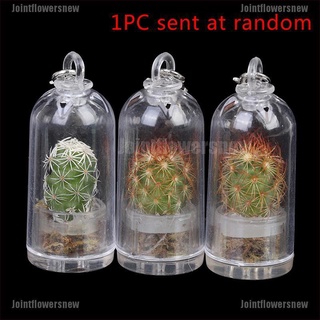 [jfn] 1 pza collar en miniatura para cactus cactus cactus cactus terrario usable planta viva