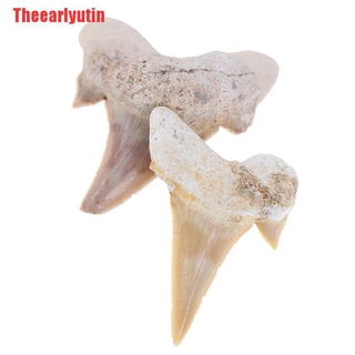 Utin Megalodon dentadura De tiburón fosil dientes marinos ciencia ciencia enseñanza especmento (3)
