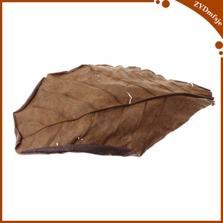 10 pzs hojas de betta hojas de almendras indias útiles hojas de catappa prácticas (7)