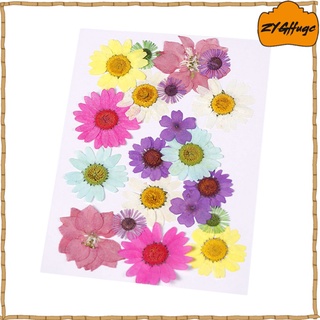 Dried And Pressed Natural Leaves And Flowers, Colorful Flower Decorations (6)