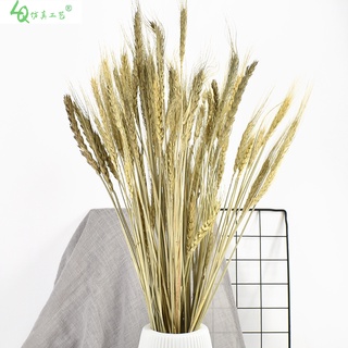 Opened barley natural wheat ears dried flower bouquet dried flower pastoral shop home decoration furnishings shooting props