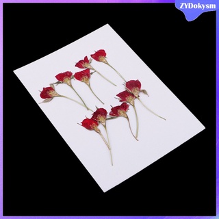 10 pzs hermosas flores secas prensadas naturales prensadas flores rosadas para (1)