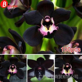 10 Pzs Semillas Raras De Flor De Orquídea Faberi Negro Cymbidium Jardín Bonsai R2a8 (1)