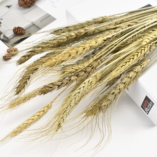 Opened barley natural wheat ears dried flower bouquet dried flower pastoral shop home decoration furnishings shooting props (2)