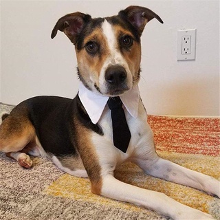 hallherryy nuevo perro corbata moda cuello blanco corbata formal lindo perro gato aseo esmoquin lazos arco encantador cómodo ajustable accesorios para mascotas/multicolor (7)