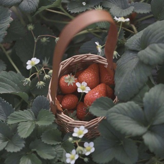 cesta de almacenamiento tejida de mimbre para picnic, flor redonda, maceta, decoración del hogar