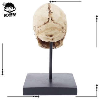 [Doble] Resina Falsa Calavera Humana Modelo De Artesanía Estatua Cabeza Esqueleto Enseñanza Escultura