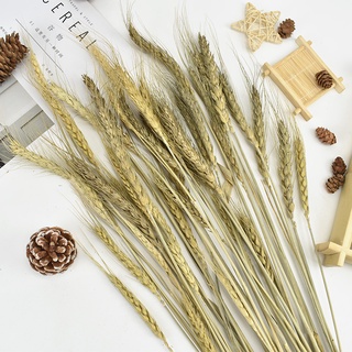 Opened barley natural wheat ears dried flower bouquet dried flower pastoral shop home decoration furnishings shooting props (4)