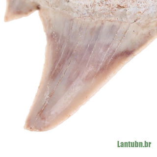 Ltb Megalodon dentadura De tiburón fosil dientes marinos De prevención De ciencia enseñanza (6)