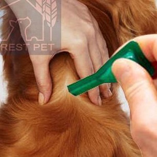 ❤ Shoppe 2.2!!! Frontline Dog piojos Medicine Plus hasta 10 kg para perros/perros medicina para hasta 10 kg (1 pipeta) (3)