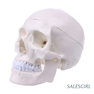 SALESGIRL Humano Anatómico Anatomía Cabeza Esqueleto Cráneo Modelo De Enseñanza Suministros Escolares Herramienta De Estudio (1)