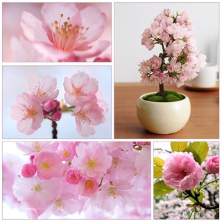 20 Pzs Semillas De Bonsai Árbol Sakura Flores Jardín Balcón Decoración j5Mj