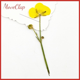 [precio De actividad] 16 piezas Natrual flores secas prensadas hojas para tarjeta marcapáginas joyería fabricación de resina
