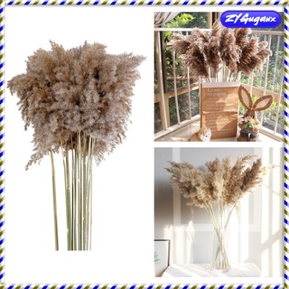 10cps Dried Pampas Grass Phragmites Reed Flower Bunch Home Boho Ornaments (4)